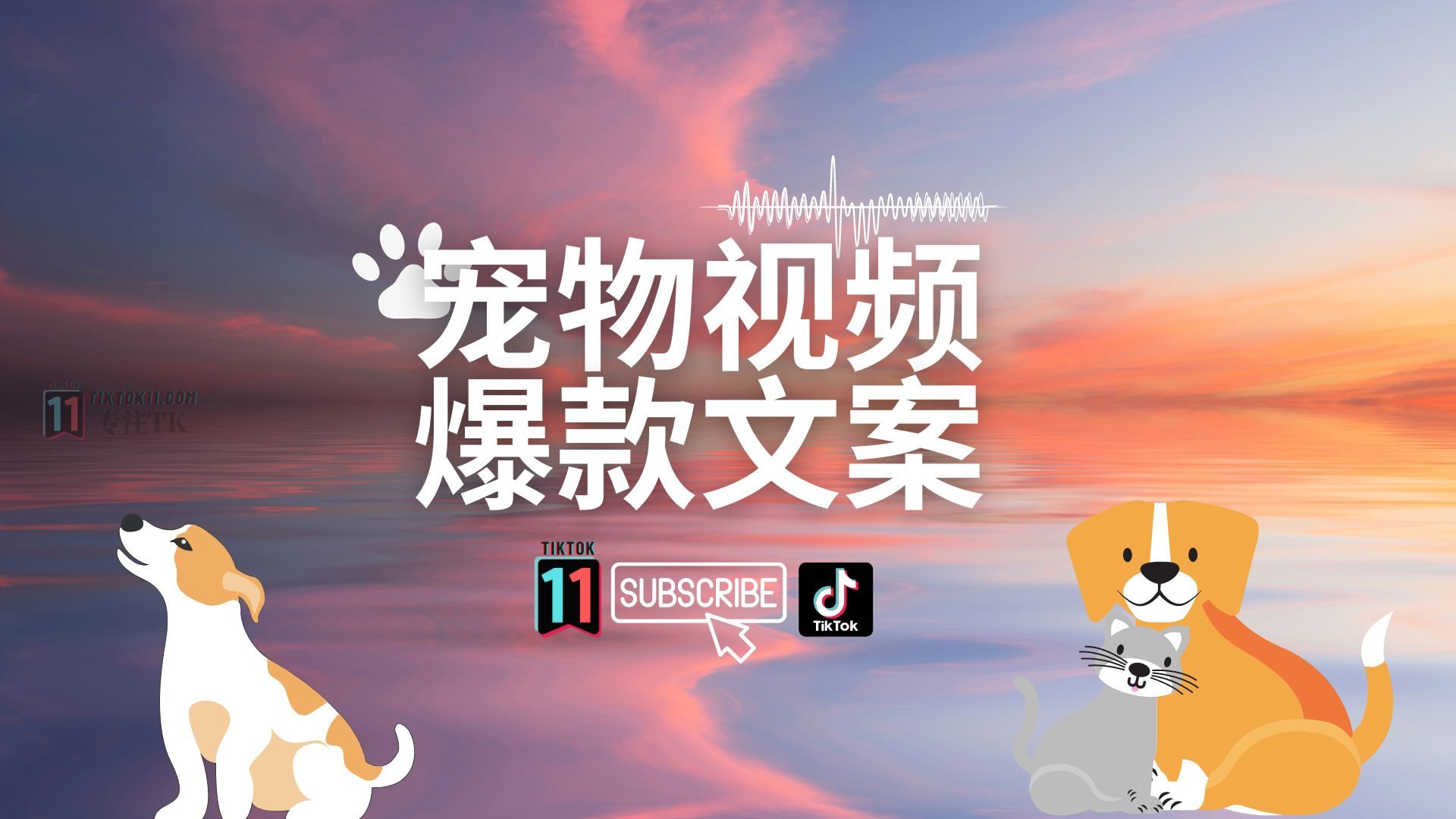 分享TikTok35个宠物类爆款文案（中英文对照）
